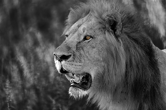 Male Lion