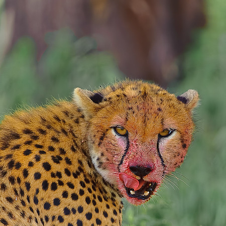 Cheetah post meal