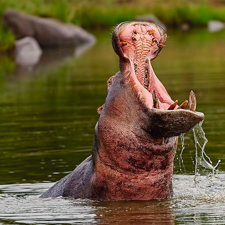 Hippo