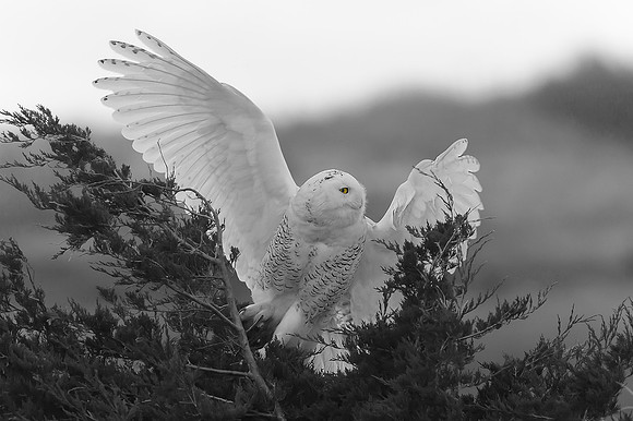 Snowy Owl