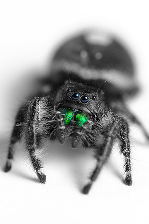 Jumping Spider