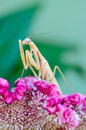 Praying Mantis
