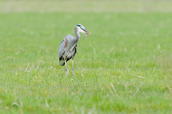 Great Blue Heron snatching a meal
