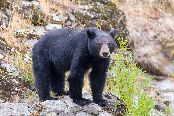 Black Bear (young)