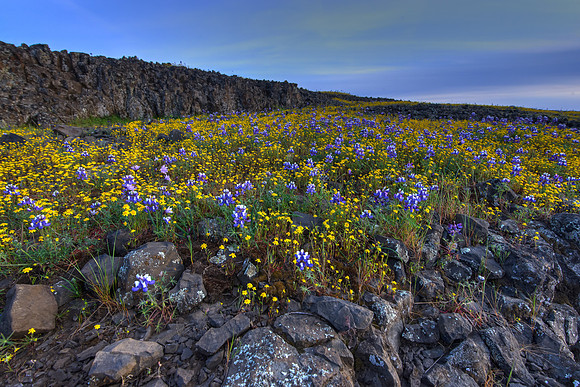 Table Mountain Wild Flowers