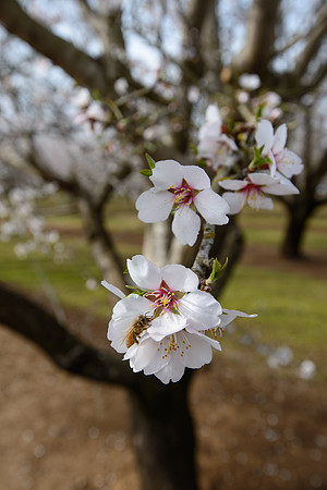 Almond Orchard