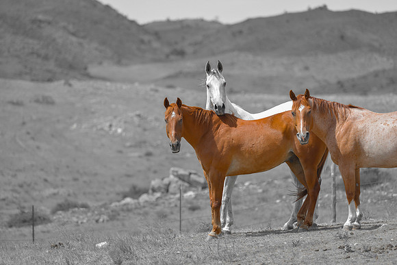 Wyoming: Jamie Coughlin