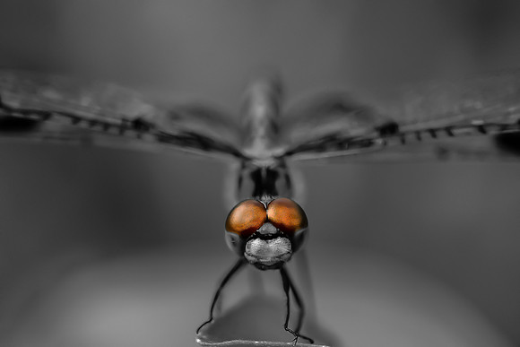 DragonFly: Jamie Coughlin