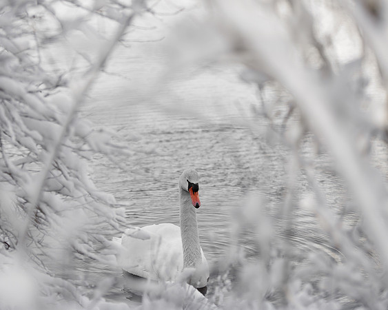 Swan: Jamie Coughlin