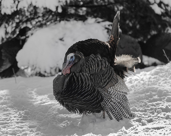 Wild Turkey: Jamie Coughlin