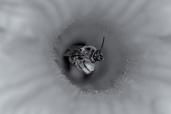 Bee Pollenating. Fine Art B&W: Jamie Coughlin