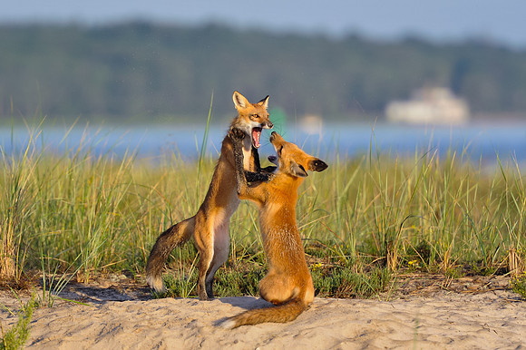 Foxes: Jamie Coughlin