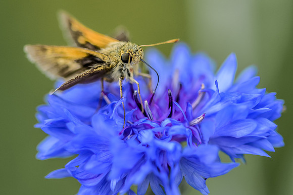 Moth: Jamie Coughlin