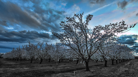 Almond Orchard at Dusk