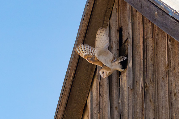 Barn Owl exiting old barn