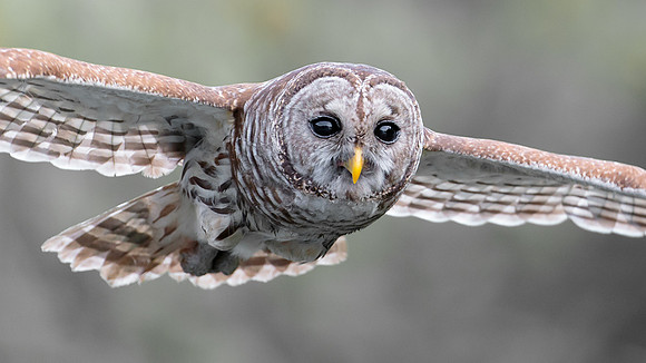 Barred Owl