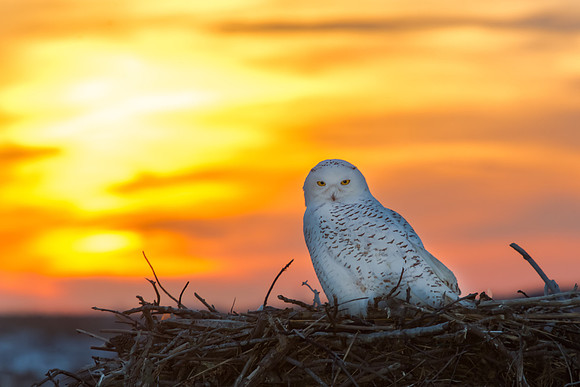 Snowy at sunset: Jamie Coughlin