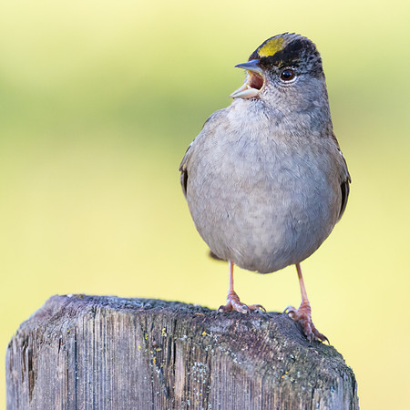 Golden-crowned Sparrow