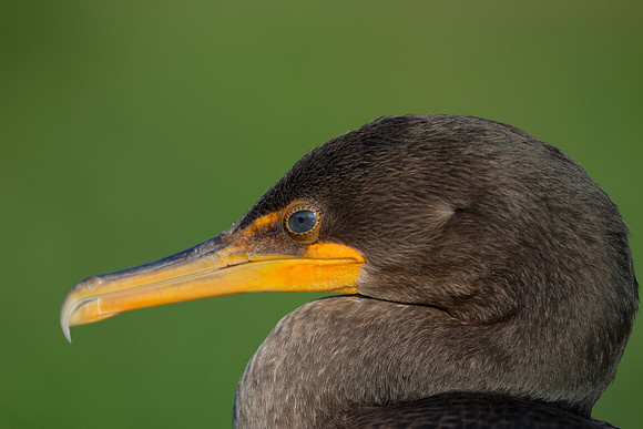 Double-crested Cormorant