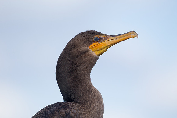 Double-crested Cormorant