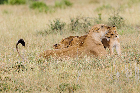 Lioness with Cubs