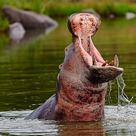 Hippo displaying