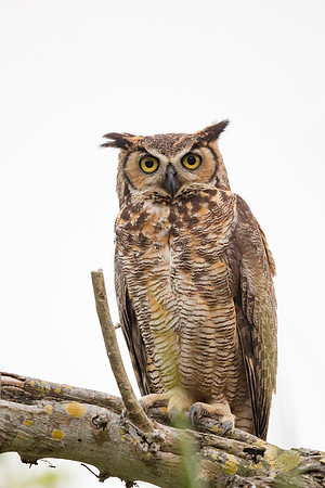 Great Horned Owl