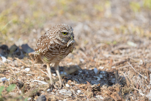 Burrowing Owl with lizard