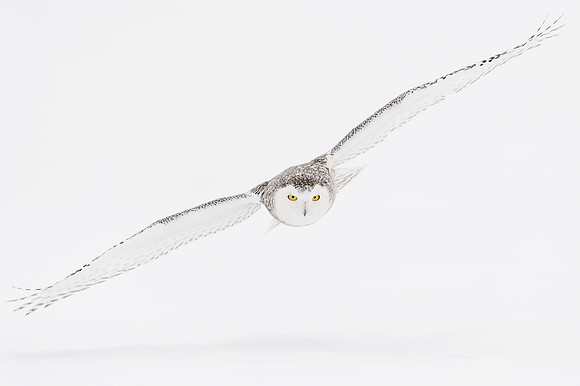 Snowy Owl
