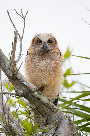 Great Horned Owl: Fledgling