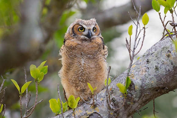 Great Horned Owl: Fledgling