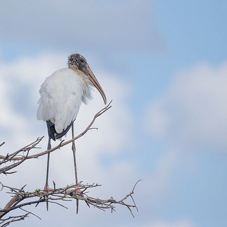 Wood Stork