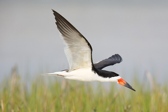 Black Skimmer