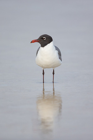 Laughing Gull