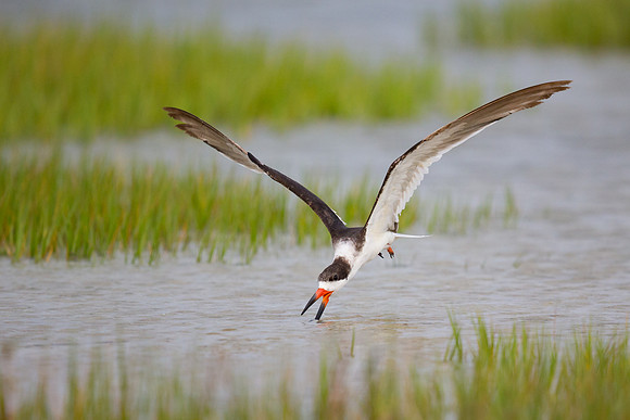Skimmer skimming