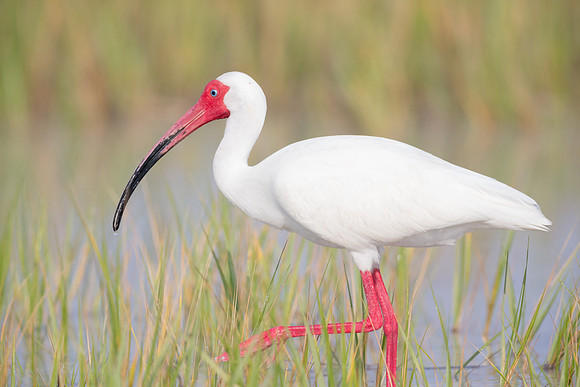 American White Ibis