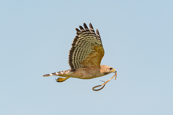 Red Shouldered Hawk with snake