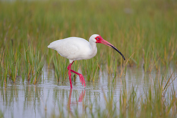 American White Ibis