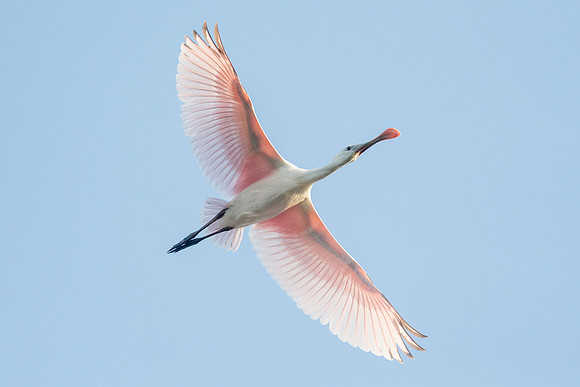 Roseate Spoonbill