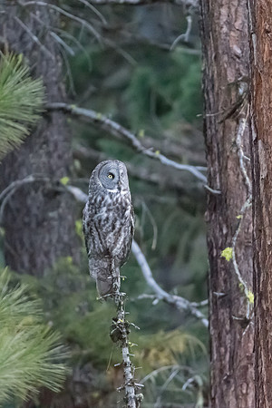 Great Gray Owl