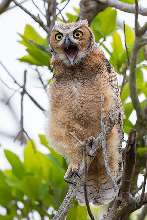 Great Horned Owl: Fledgling
