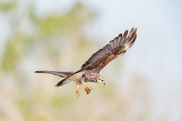 Snail Kite with apple snail