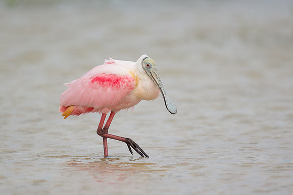 Roseate Spoonbill