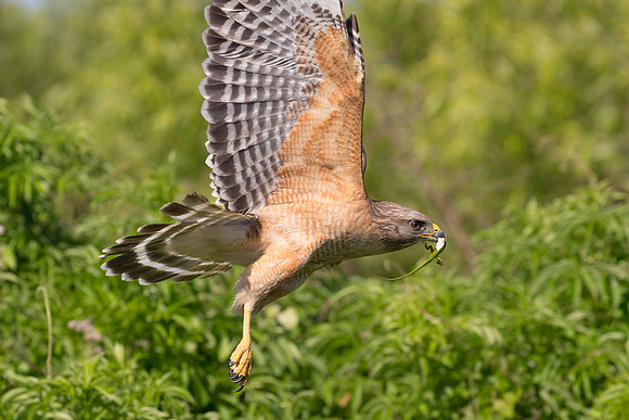 Red Shouldered Hawk with lizard