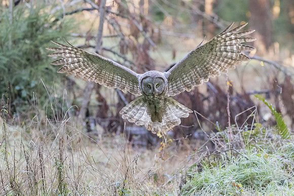 Great Grey Owl pouncing