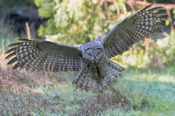 Great Grey Owl pouncing
