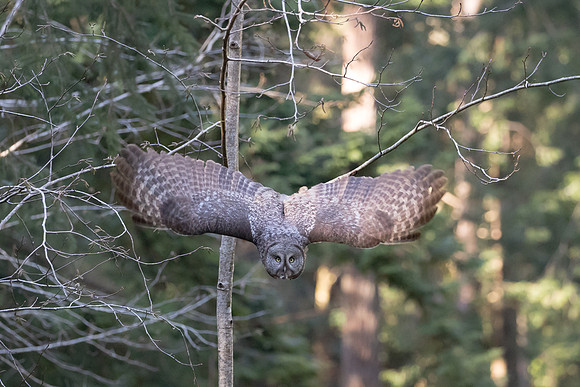 Great Grey Owl take off