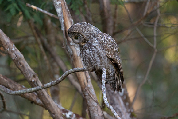 Great Grey Owl actively hunting