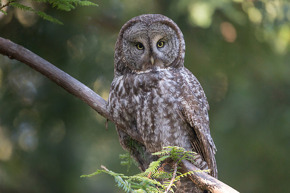 Great Grey Owl portrait