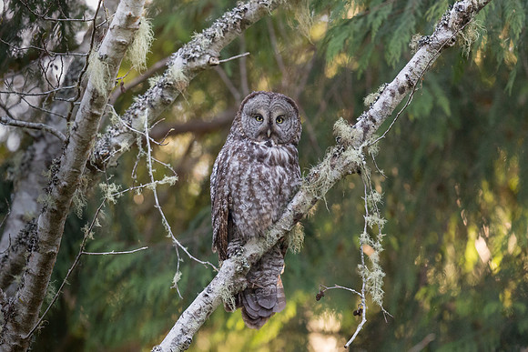 Great Grey Owl portrait